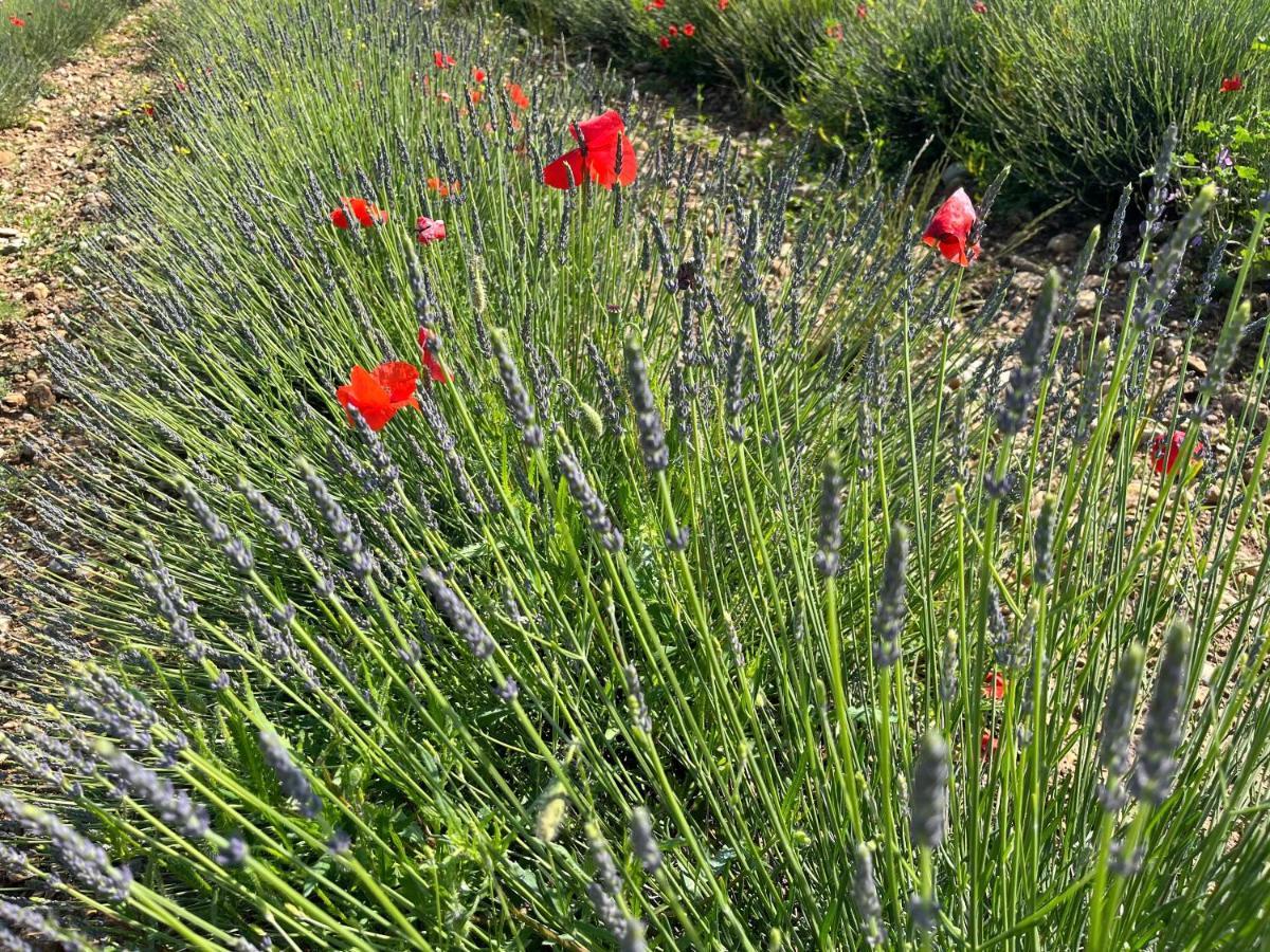 Gite Harmonie Greoux-les-Bains ภายนอก รูปภาพ
